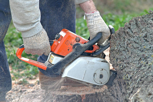 How Our Tree Care Process Works  in  Rosedale, CA